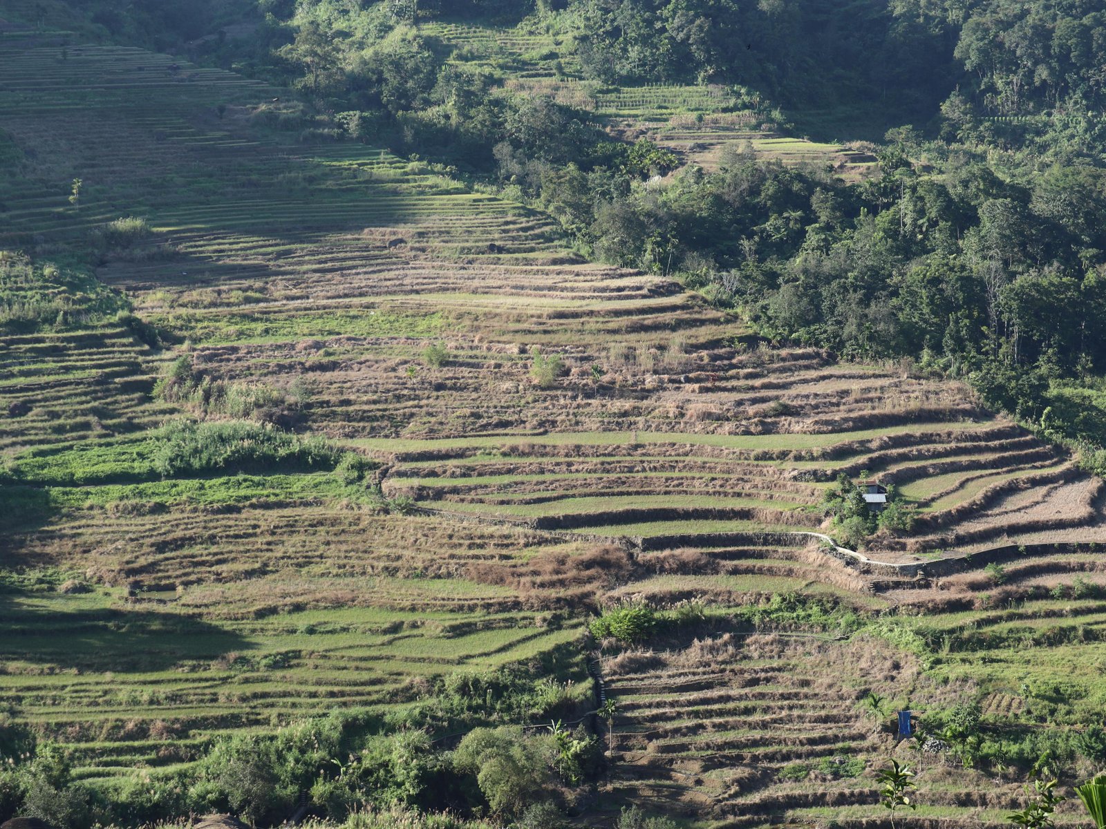 Nagacadan Rice Terraces - photo 3