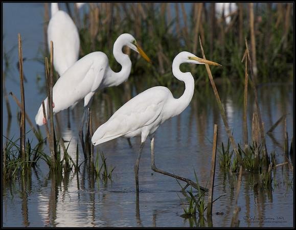 Magat & Maris Dam Bird-Watching Site / Wetlands Eco-Tourism Park - photo 3